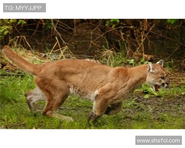 雪豹与美洲狮的生存之争谁才是野生动物之王的真正代表